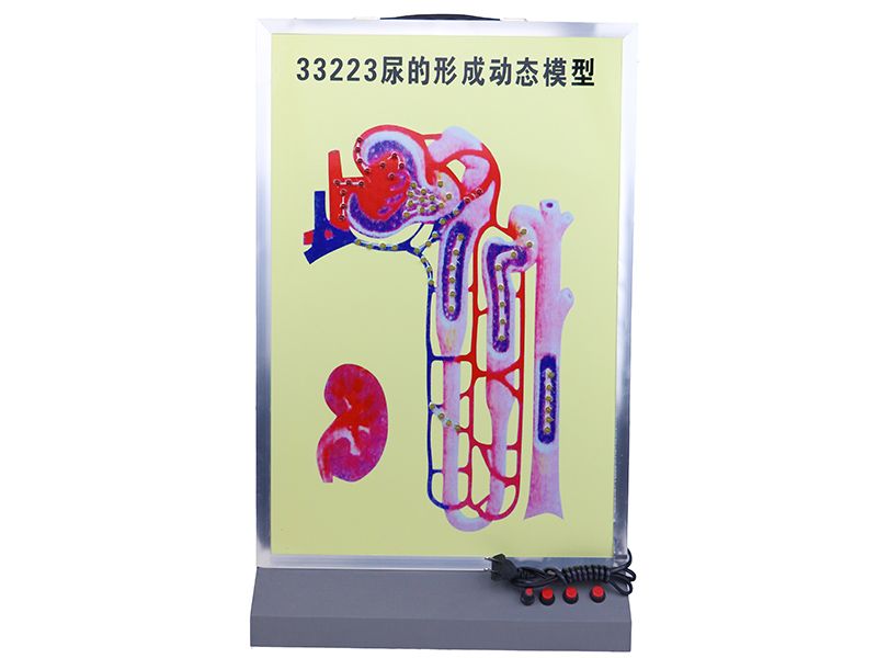 尿的形成动态模型