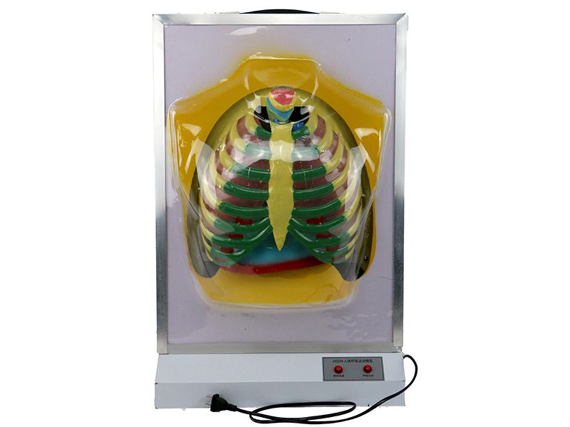 人体呼吸运动模型