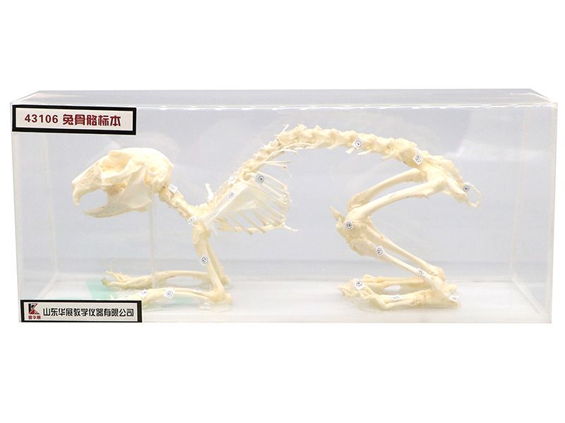 兔骨骼标本