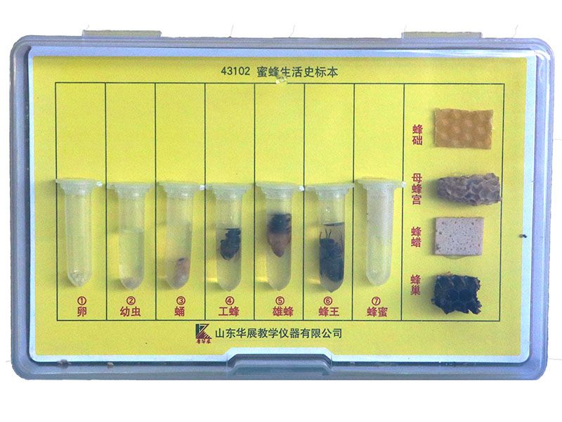 密封生活史标本