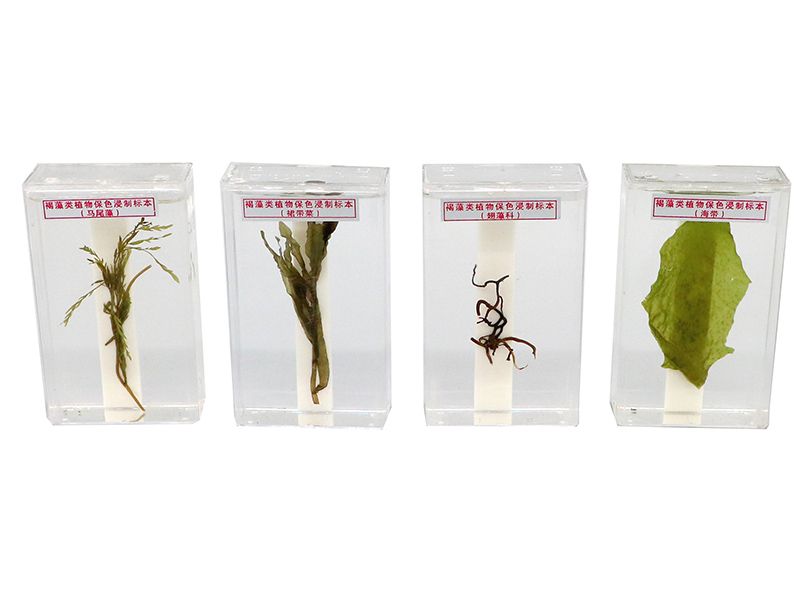 褐藻类植物保色浸制标本