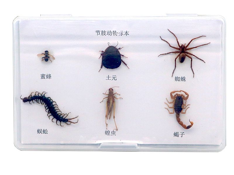 节肢动物标本