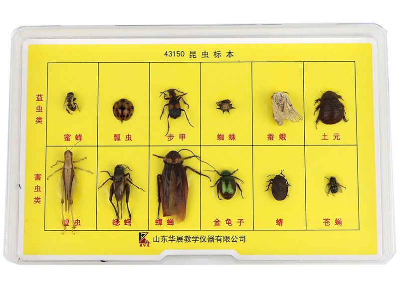昆虫标本