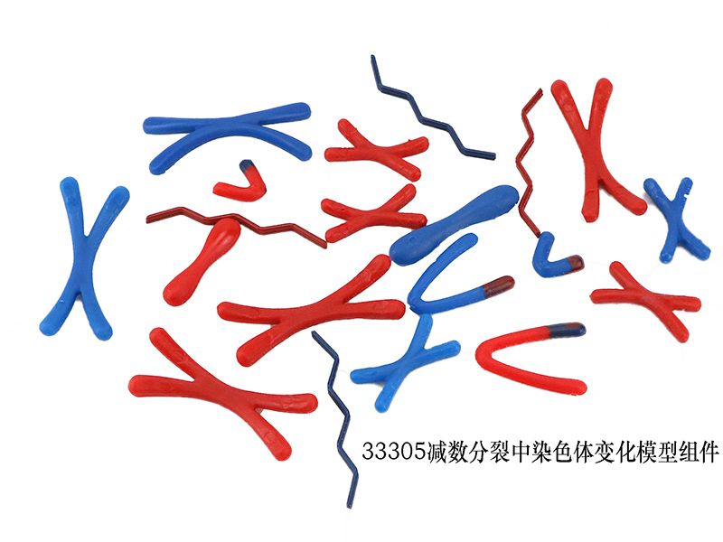减数分裂中染色体变化模型组件