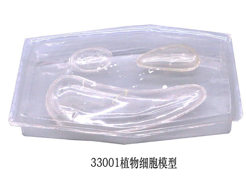 植物细胞模型