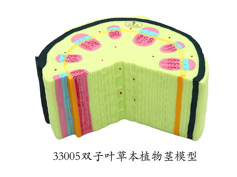 双子叶草本植物茎模型