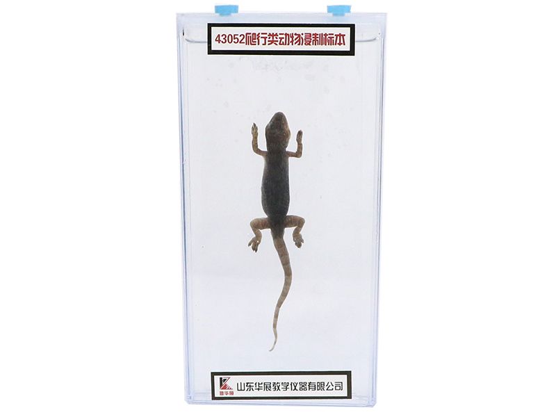 爬行类动物浸制标本