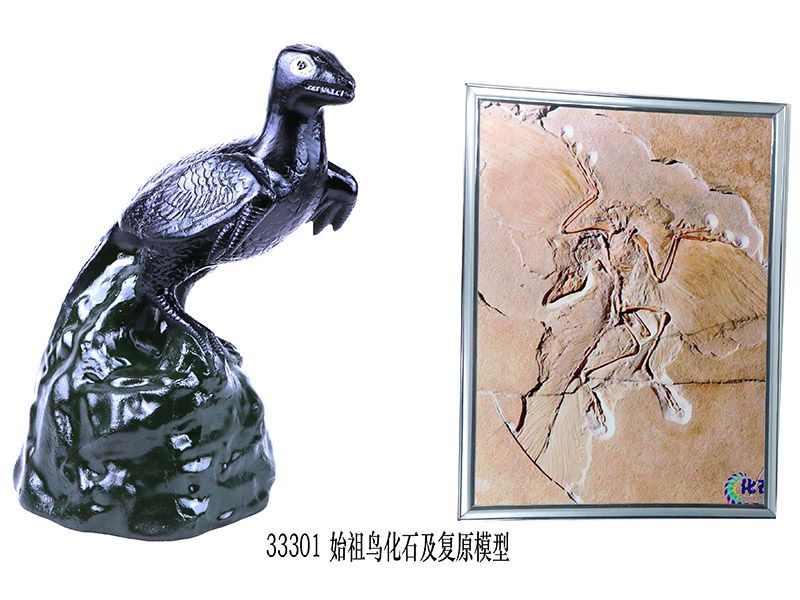 始祖鸟化石及复原模型