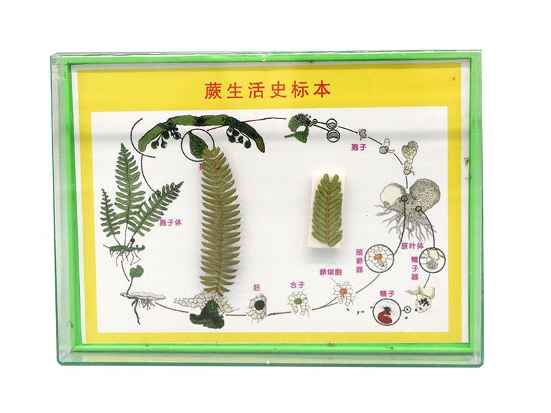 蕨生活史标本