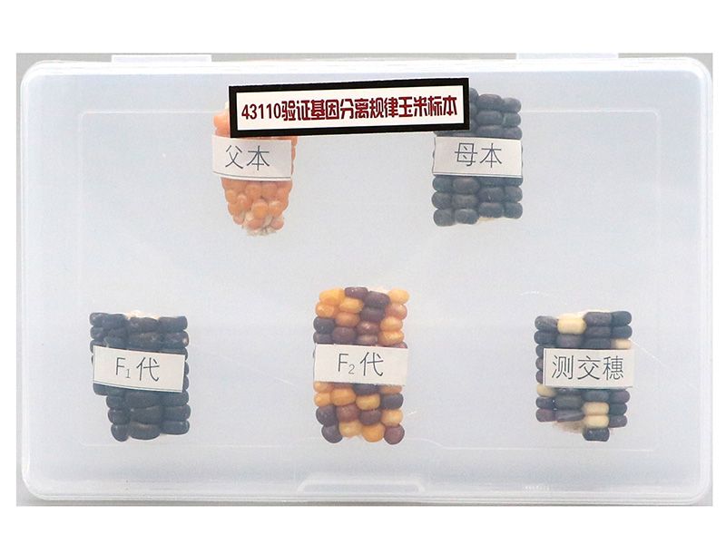验证基因分离规律玉米标本